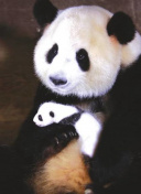 美军机沿伊朗边界飞行小视频